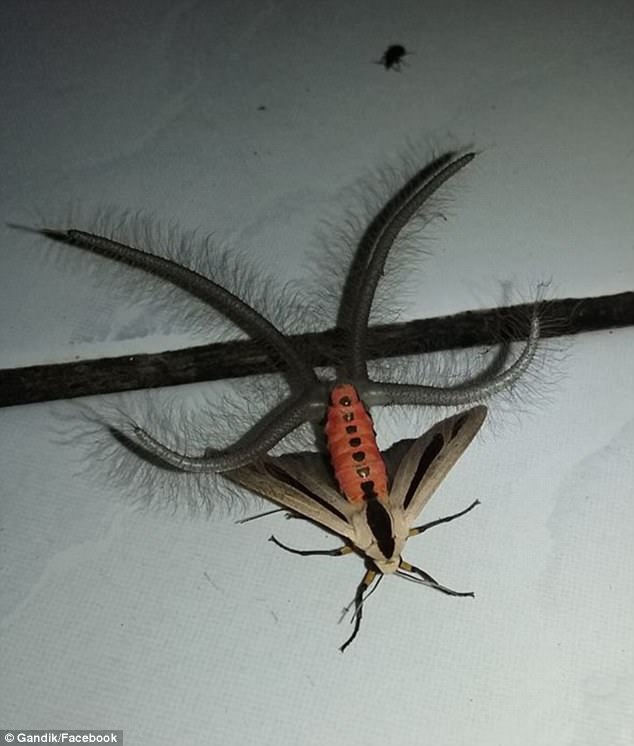 459D469100000578-5010397-Spooky_Footage_of_a_creepy_insect_with_tentacle_like_legs_has_se-a-17_1508803070890.jpg