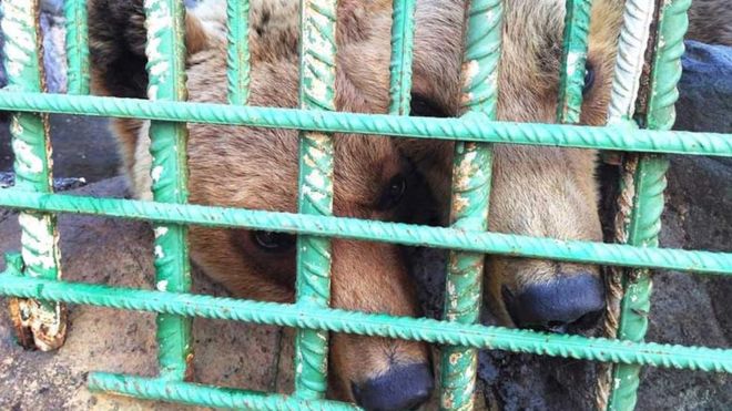 _101173935_rescue-bears-3.jpg
