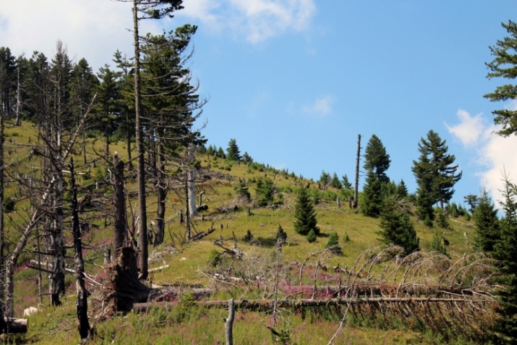 Shqipëria e fundit për pyje, shpërdorohen 1.7 miliardë dollarë pasuri
