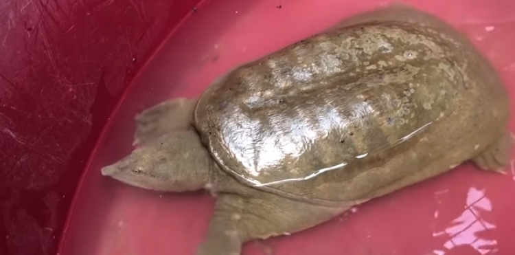 Zbulohet breshka ‘aliene’, çudit me pamjen e saj [VIDEO]