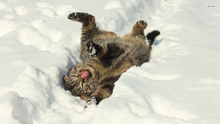 Jo vetëm njerëzit, edhe kafshët argëtohen në borë [VIDEO]