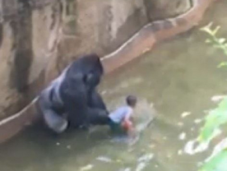 Punonjësit e kopshtit zoologjik vrasin gorillën për të shpëtuar fëmijën 4 vjeçar [VIDEO]