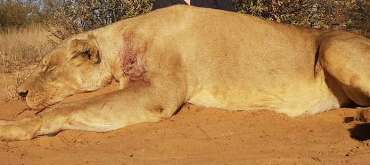 VIRALE, komentuesit ''masakrojnë'' çiftin që u puth mbi trupin luanit që vranë [FOTO]