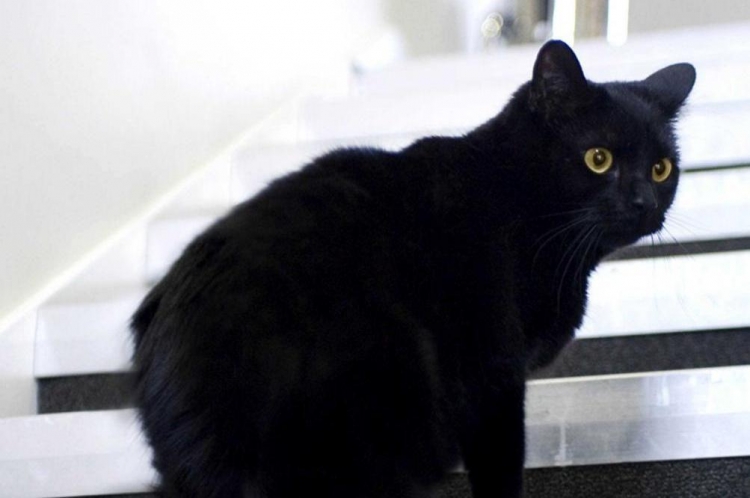 Macja e zezë frikëson një murgeshë. Përplas makinën për të shmangur kafshën