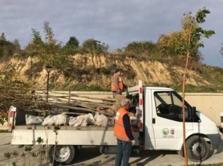 Bashkia e Tiranës zëvendëson pemët e dëmtuara tëk Liqeni i Farkës