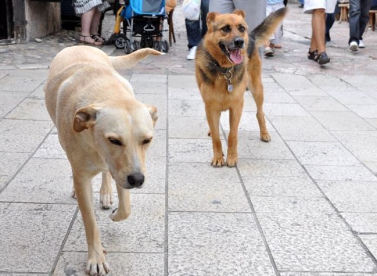 Vazhdojnë të vriten qentë endacak [FOTO]