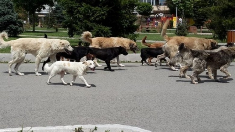 Qentë endacakë, shkaku që Prishtina shpall gjendjen e jashtëzakonshme