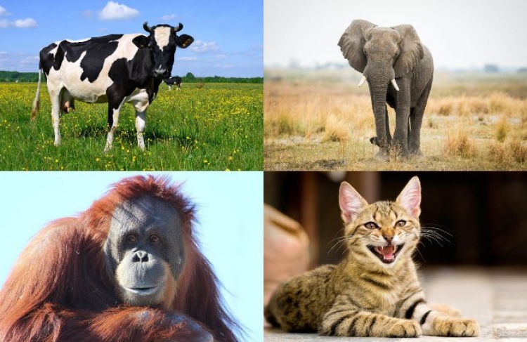 Tetë fakte interesante për kafshët që ndoshta nuk i dini...