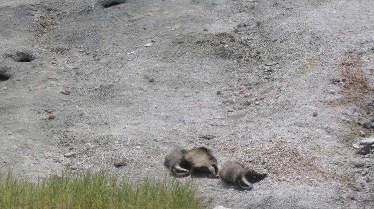 Panik në Ohër: Aktivizohet vullkani në Kosel, dalin edhe kafshët e ngordhura [FOTO]