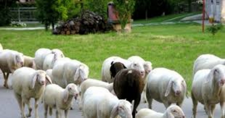 Sarandë, u kap në kufi me Greqinë duke transportuar 121 krerë bagëti kontrabandë, arrestohet shtetasi Arqile Mane, 57 vjeç