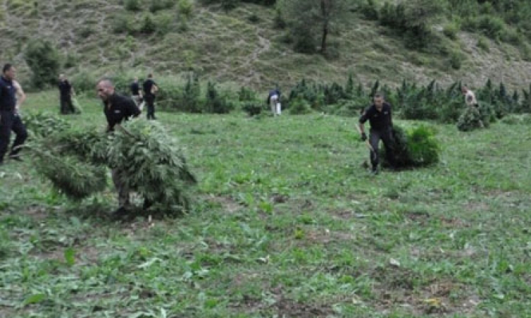 99 parcela cannabis në Shkodër, asgjesohen 20 mijë bimë, 3 persona në pranga