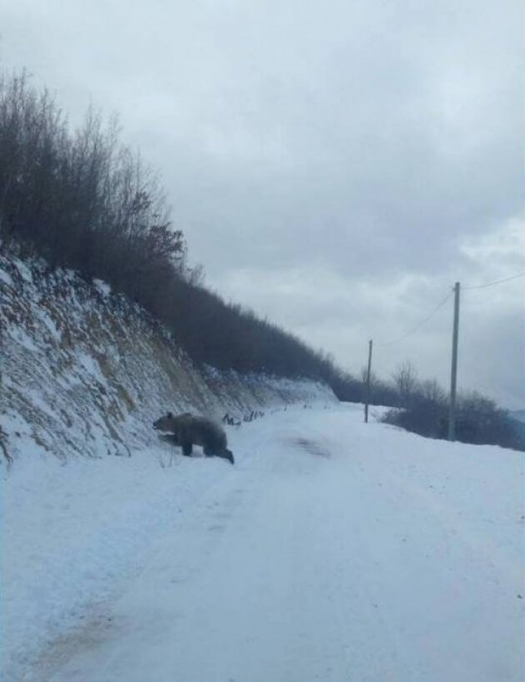 Ariu zgjohet nga gjumi dimëror në Han të Elezit