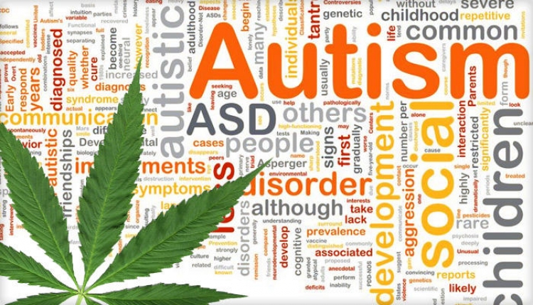 A mund të trajtojë kanabisi autizmin? Ja çfarë thonë shkencëtarët
