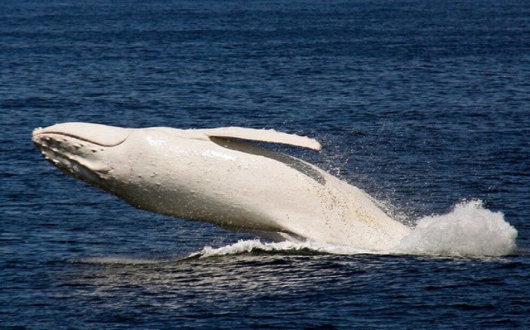 Zbuloni balenën e rrallë që është parë në brigjet australiane