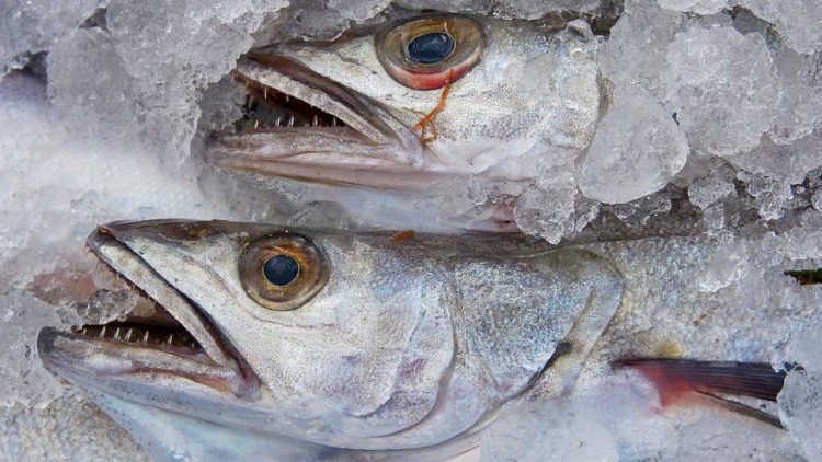 Italia bën një 'sy qorr' duke lejuar peshkimin e paligjshëm