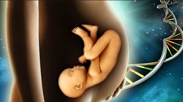 Përse fetusi shkelmon barkun e nënës…e zbulojnë studiuesit