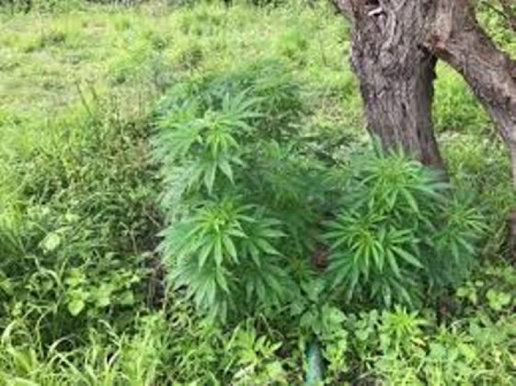 Rishfaqet kanabisi, 1800 bimë narkotike në Përmet