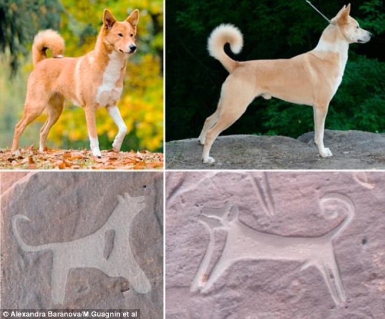 Zbulohen pamjet e para të qenve antikë [FOTO]