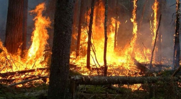 Zjarr në Shqipëri, raportohen 8 vatra në 24 orët e fundit