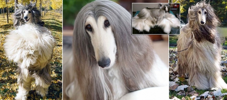 ÇMENDURI! Njihuni me qenin më elegant, ku vetëm një trajtim 'flokësh' i tij kushton 28.000 paund [FOTO]