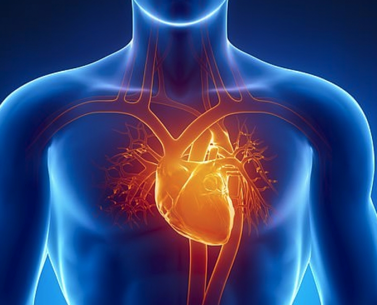 Zbulohet qeliza imune që ndihmon zemrën të vet-shërohet