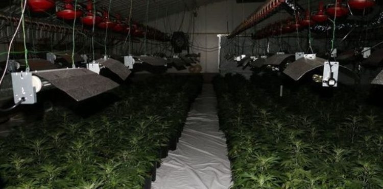 Zbulohet magazinë me 3100 bimë kanabis në Britani, në pranga edhe disa shqiptarë