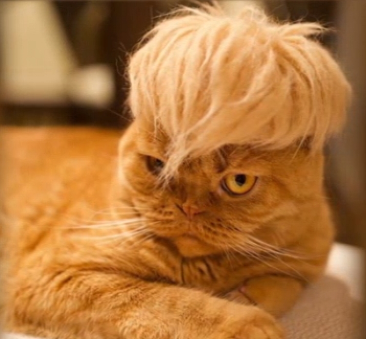 Trumpyourcat, një paruke si presidenti edhe për macet [FOTO]