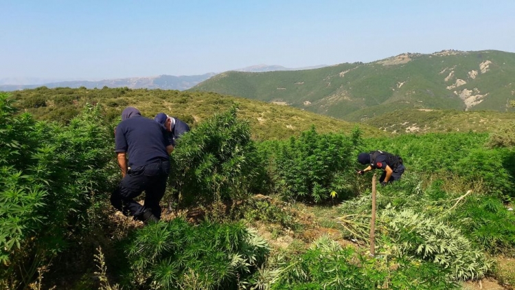 14 mijë bimë cannabis, 140 kg mariuanë dhe armë në Skrapar, arrestohen 11 persona