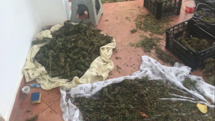 Krujë: Sekuestrohen 1300 bimë dhe 5 kg Cannabis Sattiva, shpallet në kërkim një shtetas.