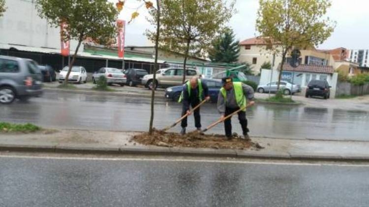 Tiranë,bashkia mbjell pemë të reja te Blloku dhe zona e Unazës së Re