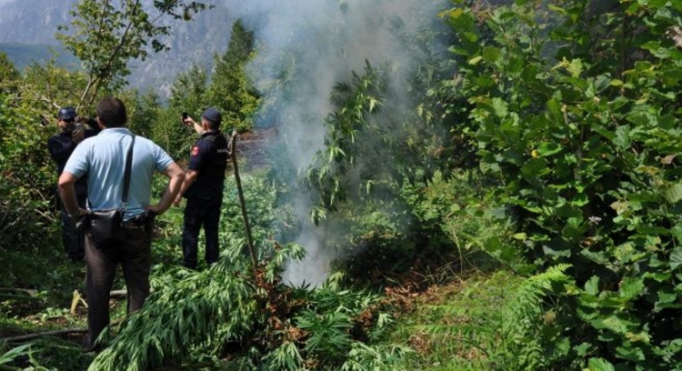 Asgjësohen 542 rrënjë kanabis, në pranga kryeplaku për moskallëzim krimi