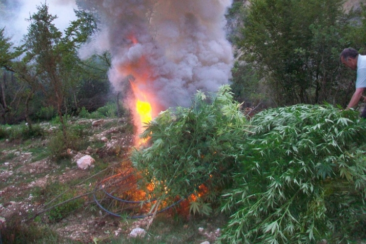 Shkodër: Asgjesohen 293 rrënjë cannabis sattiva në tokë pa pronar