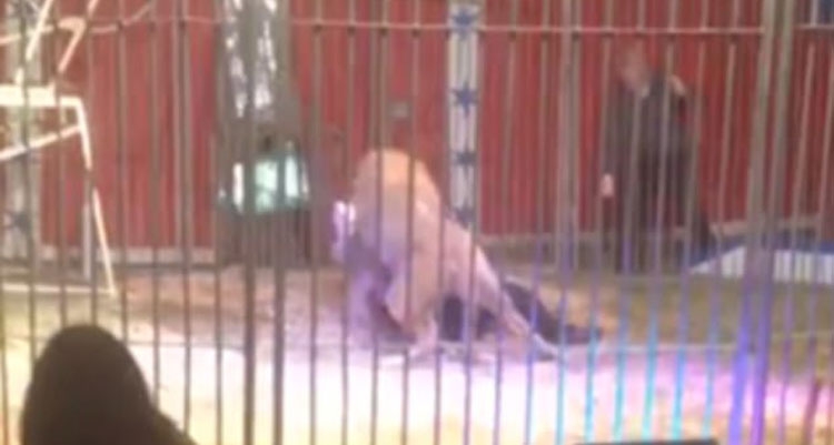 Momenti horror kur luani kafshon në fyt dhe tërheq zvarrë personin që e zbut! Kujdes, pamje të rënda! [VIDEO]