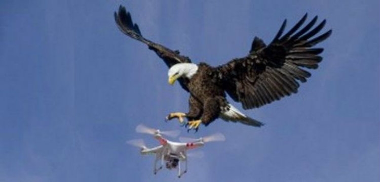 Holandë: Policisë stërvitin shqiponjat kundër dronëve “terroristë”