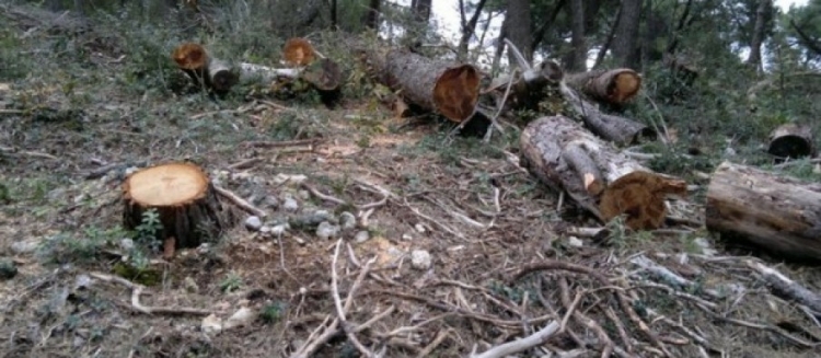 3 persona nën procedim penal për prerje pyjesh në Korçë