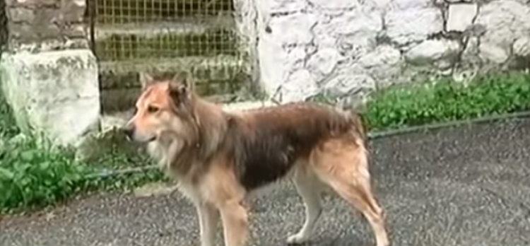 Qeni besnik që i tregoi policisë vendin ku e kishte groposur babai Anxhelinën [VIDEO]