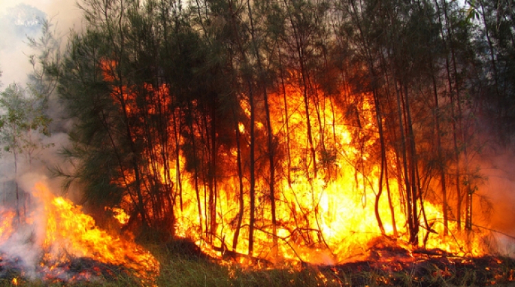 Dy vatra zjarri në pyjet e Dibrës dhe Vlorës. Emergjencat: Dëme të konsiderueshme