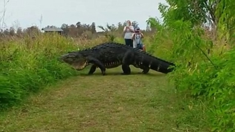 Krokodili i frikshëm që ngjan si dinosaur kalon disa hapa larg turistëve [VIDEO]