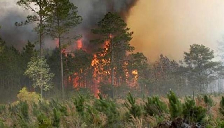 Emergjencat, 15 vatra të reja zjarri në vend. Greqia dërgon dy avionë për shuarjen e flakëve në Llogara