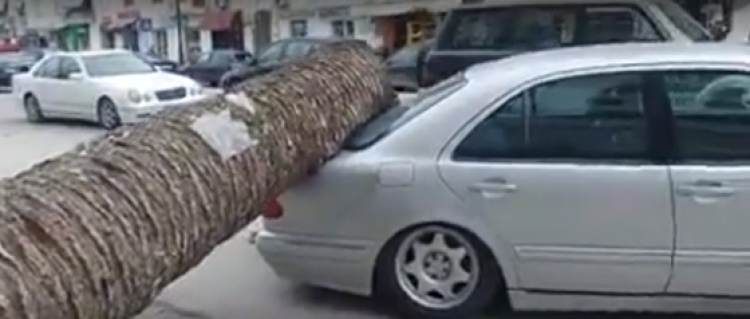 Era e fortë në Vlorë, palma bie mbi makinë [FOTO]
