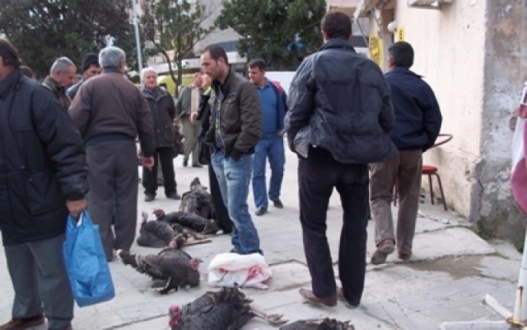Bashkia e Tiranës, jo shitje të gjelave si në mesjetë [FOTO]