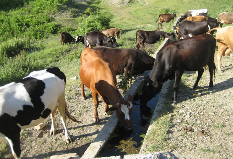 Dermatoza: Asgjesohen 190 lopë, do rimbursohen të gjalla