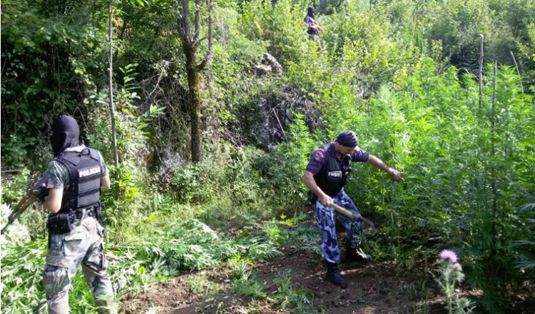 Operacion sekret për parcelat me drogë, priten arrestime të oficerëve të policisë