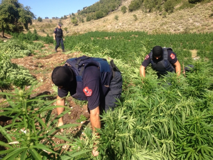 Shkodër: Asgjesohen 17 parcela me kanabis sativa