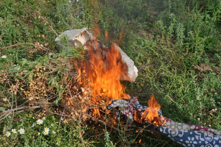 Nis të mbijë vetë kanabisi në Vlorë