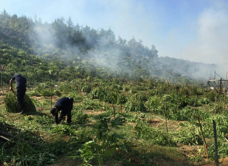 Zbulohet punishtja me 3 ton Cannabis Sativa. Dyshohet se pronarët janë zyrtarë vendorë, reagon policia