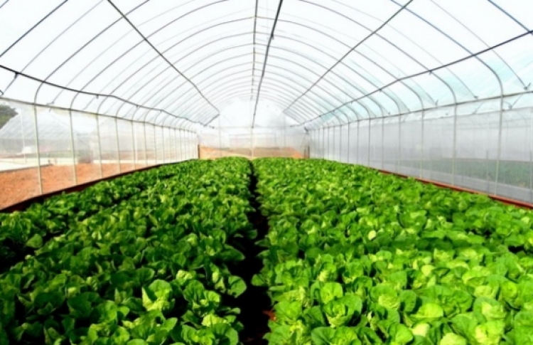 Skandal: Sallata në treg plot me pesticide, tmerron qytetarët [FOTO]