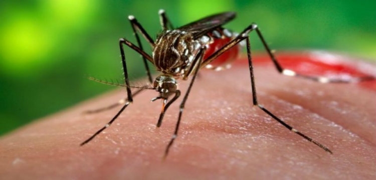 Alarmohet OBSH, Zika po shpërndahet shpejtë