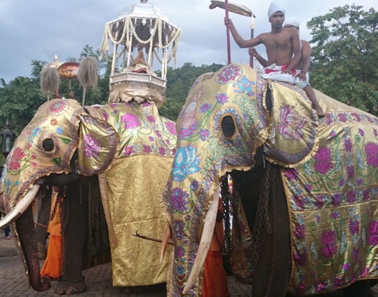 Çmenden elefantët në mes të festës, marrin përpara 17 persona [VIDEO]