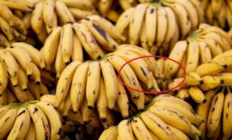 Bllokohen 41.7 ton banane të prishura, erdhën nga Kosta Rika
